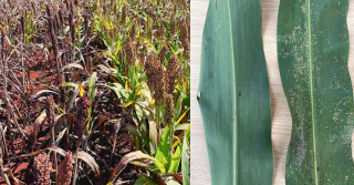 Híbrido tolerante ao pulgão reduz prejuízo nas plantações de sorgo